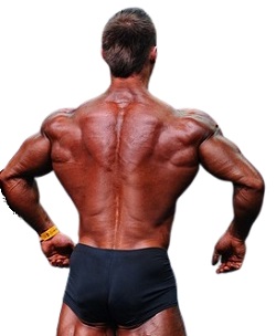 gut trainierte Rückenmuskulatur im Bodybuilding
